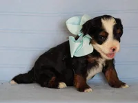 Abner, a male Miniature Bernedoodle for sale in Dunnville, KY – 2 of 4