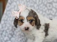 Sweetie, a female Cavapoo for sale in Dunnville, KY – 5 of 7