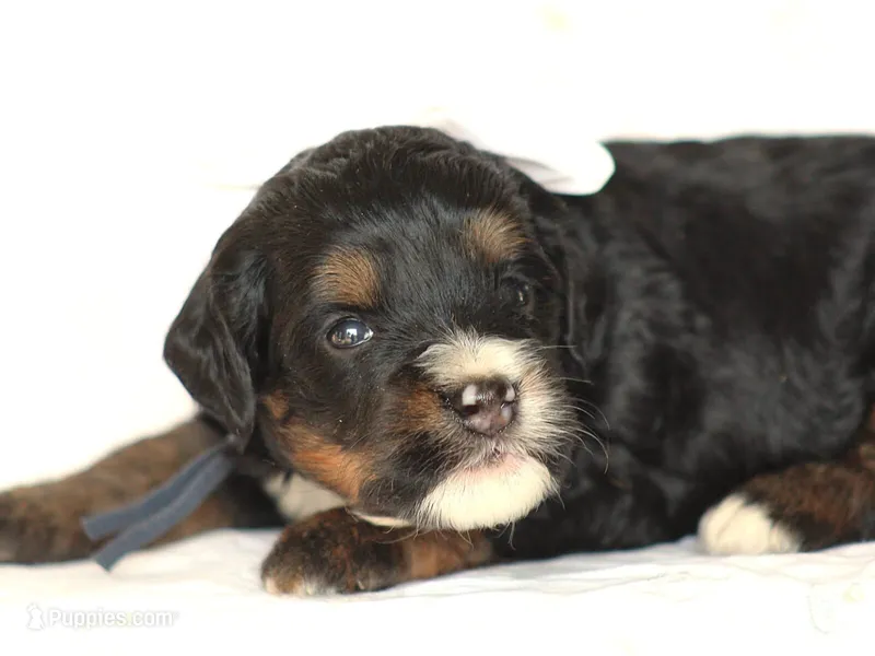 Andre – Miniature Bernedoodle puppy for sale in Dunnville, KY