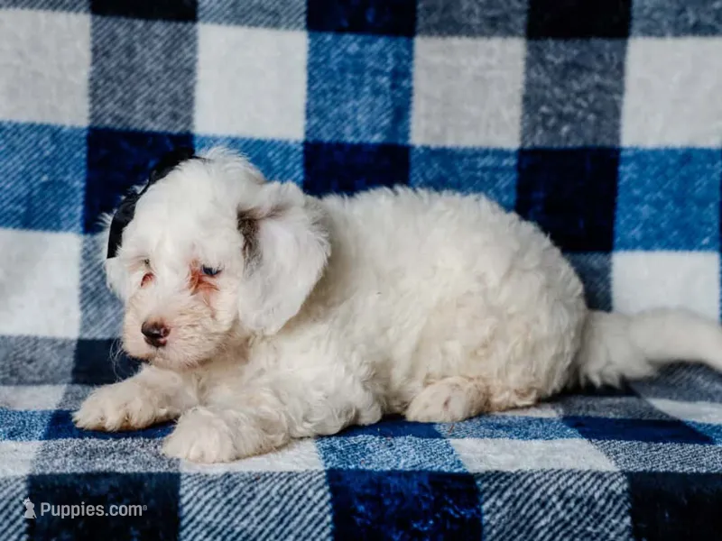 Silas – Miniature Bernedoodle puppy for sale in Dunnville, KY