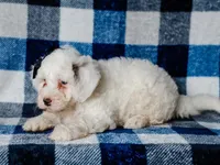 Silas, a male Miniature Bernedoodle for sale in Dunnville, KY – 1 of 4