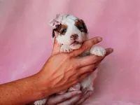 Sombrina, a female Miniature Bernedoodle for sale in Dunnville, KY – 4 of 4