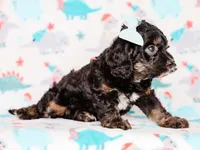 Tex, a male Cavapoo for sale in Dunnville, KY – 8 of 8