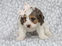 Sweetie, a female Cavapoo for sale in Dunnville, KY – 7 of 7