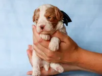 Tio, a male Cavapoo for sale in Dunnville, KY – 1 of 4