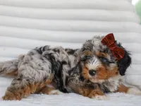 Dorie, a female Miniature Bernedoodle for sale in Dunnville, KY – 7 of 7