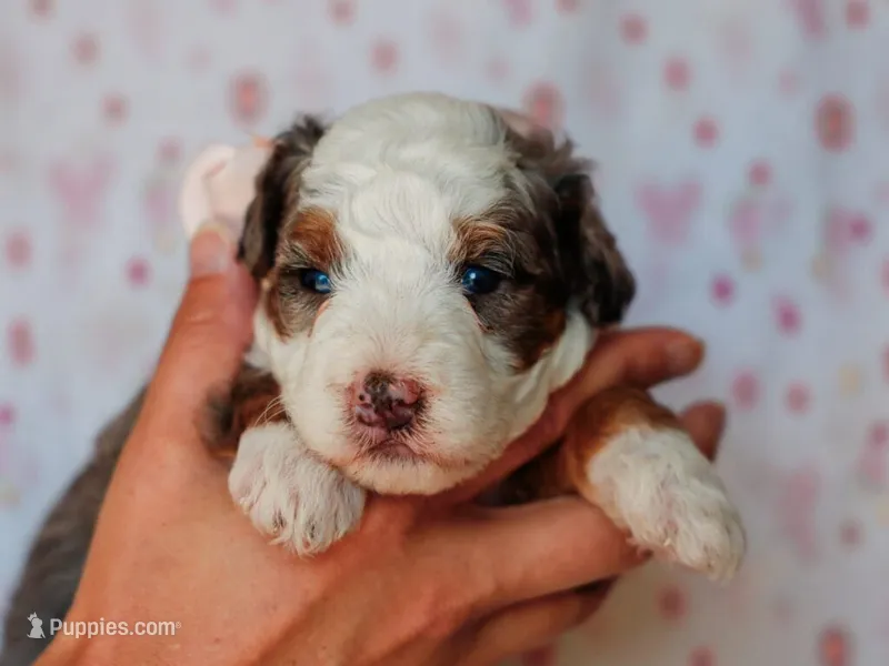 Sonya – Miniature Bernedoodle puppy for sale in Dunnville, KY
