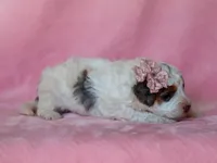 Sombrina, a female Miniature Bernedoodle for sale in Dunnville, KY – 3 of 4