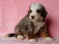 Sonya, a female Miniature Bernedoodle for sale in Dunnville, KY – 3 of 4