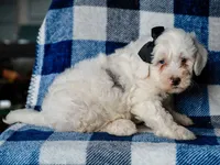 Silas, a male Miniature Bernedoodle for sale in Dunnville, KY – 3 of 4