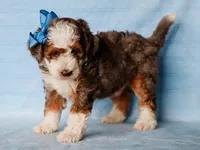 Scottie, a male Miniature Bernedoodle for sale in Dunnville, KY – 1 of 4