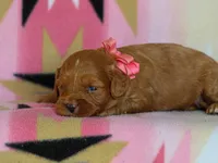 Jennica, a female Cavapoo for sale in Dunnville, KY – 2 of 4