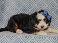 Martin, a male Miniature Bernedoodle for sale in Dunnville, KY – 6 of 8