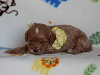 Julie, a female Cavapoo for sale in Dunnville, KY – 3 of 4