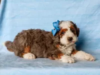 Scottie, a male Miniature Bernedoodle for sale in Dunnville, KY – 4 of 4