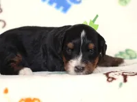 Alson, a male Miniature Bernedoodle for sale in Dunnville, KY – 1 of 4
