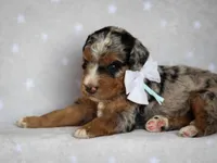 Zaylor, a male Bernedoodle for sale in Dunnville, KY – 2 of 4