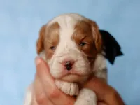 Tio, a male Cavapoo for sale in Dunnville, KY – 2 of 4