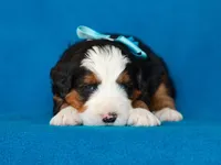 Myron, a male Miniature Bernedoodle for sale in Dunnville, KY – Photo 2 of 4