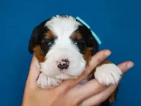 Myron, a male Miniature Bernedoodle for sale in Dunnville, KY – Photo 4 of 4