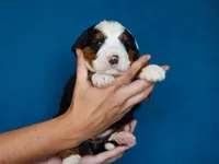 Myron, a male Miniature Bernedoodle for sale in Dunnville, KY – Photo 3 of 4