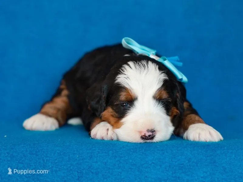 Myron – Miniature Bernedoodle puppy for sale in Dunnville, KY