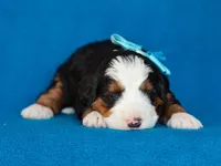Myron, a male Miniature Bernedoodle for sale in Dunnville, KY – Photo 1 of 4