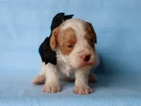 Tio, a male Cavapoo for sale in Dunnville, KY – 4 of 4