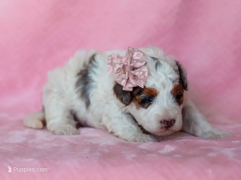 Sombrina – Miniature Bernedoodle puppy for sale in Dunnville, KY