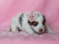 Sombrina, a female Miniature Bernedoodle for sale in Dunnville, KY – 1 of 4