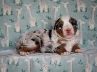 Zip, a male Bernedoodle for sale in Dunnville, KY – 3 of 4