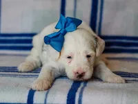 Silas, a male Miniature Bernedoodle for sale in Dunnville, KY – 3 of 4