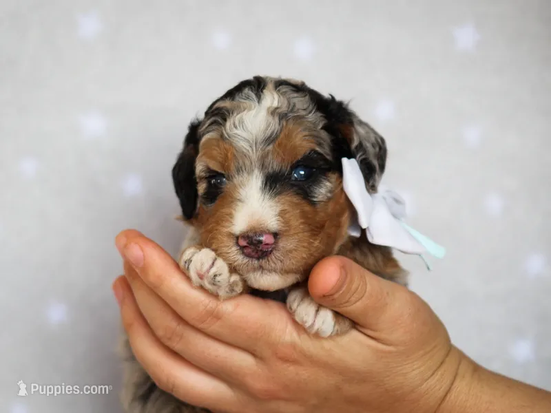 Zaylor – Bernedoodle puppy for sale in Dunnville, KY