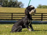 Baxter, a male Miniature Bernedoodle for sale in Dunnville, KY – Photo 1 of 2