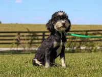 Baxter, a male Miniature Bernedoodle for sale in Dunnville, KY – Photo 2 of 2