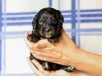 Tex, a male Cavapoo for sale in Dunnville, KY – 2 of 4