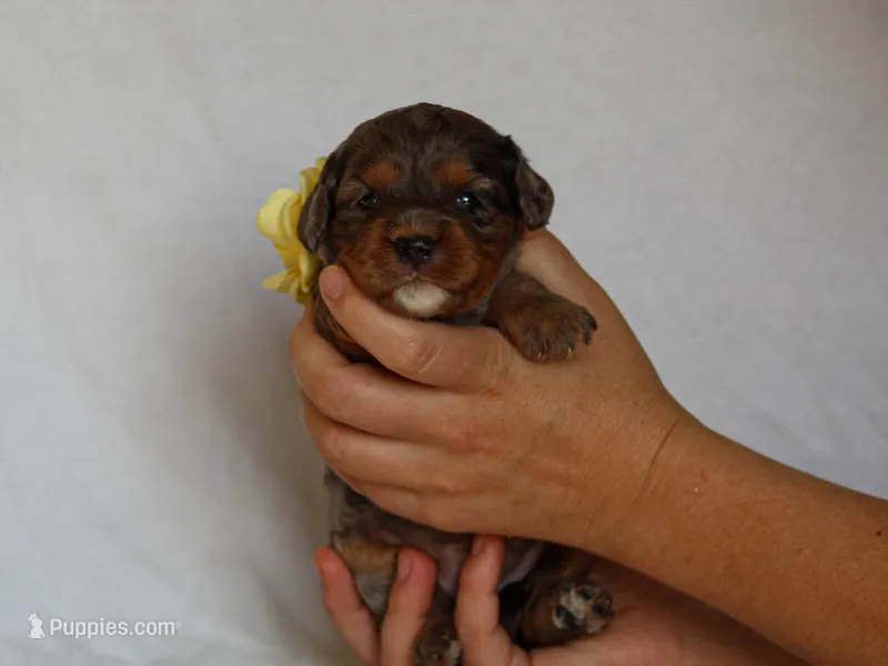 Jessy – Cavapoo puppy for sale in Dunnville, KY
