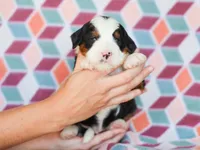 Martin, a male Miniature Bernedoodle for sale in Dunnville, KY – Photo 4 of 4