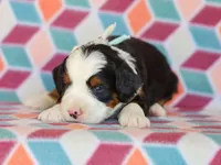 Martin, a male Miniature Bernedoodle for sale in Dunnville, KY – Photo 3 of 4