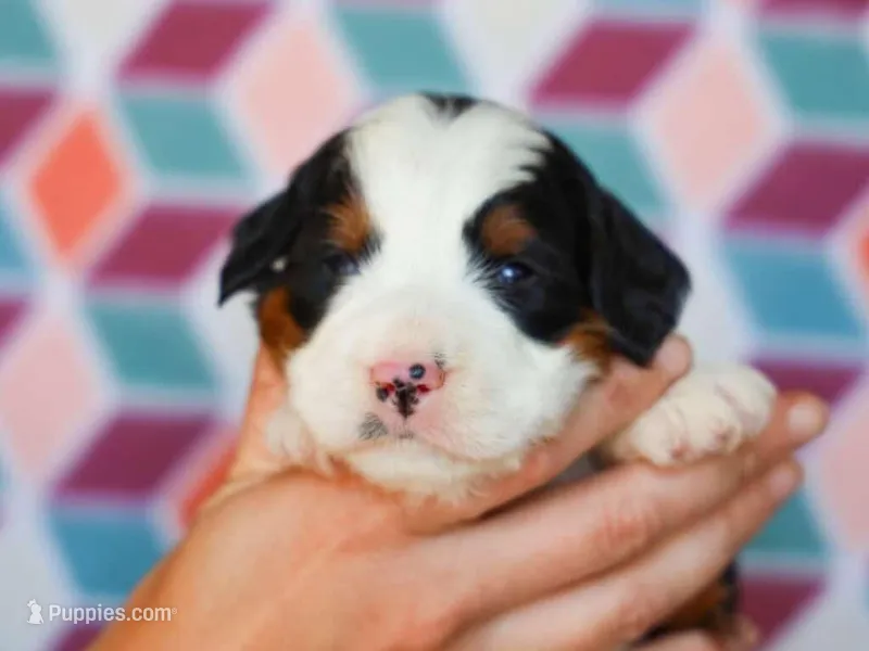 Martin – Miniature Bernedoodle puppy for sale in Dunnville, KY