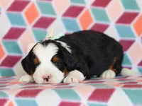 Martin, a male Miniature Bernedoodle for sale in Dunnville, KY – Photo 2 of 4