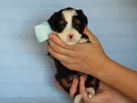 Abner, a male Miniature Bernedoodle for sale in Dunnville, KY – 4 of 4