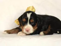 Ashland, a male Miniature Bernedoodle for sale in Dunnville, KY – 2 of 4