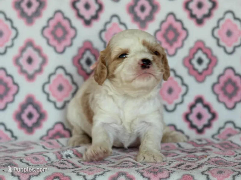Joey – Cavapoo puppy for sale in Dunnville, KY