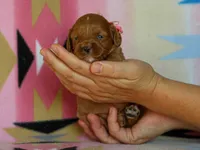Jennica, a female Cavapoo for sale in Dunnville, KY – 3 of 4