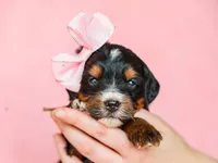 Alta, a female Miniature Bernedoodle for sale in Dunnville, KY – Photo 2 of 4