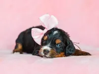 Alta, a female Miniature Bernedoodle for sale in Dunnville, KY – Photo 4 of 4