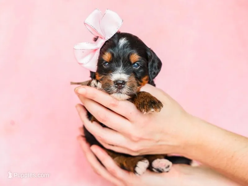 Alta – Miniature Bernedoodle puppy for sale in Dunnville, KY