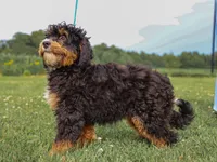 Alta, a female Miniature Bernedoodle for sale in Dunnville, KY – 4 of 4