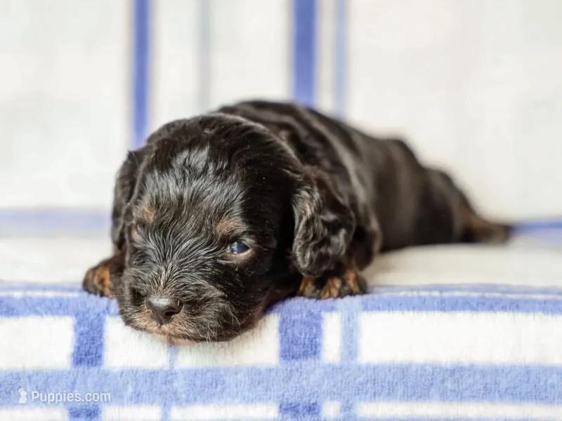 Tex – Cavapoo puppy for sale in Dunnville, KY